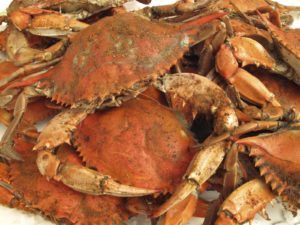 Cantler's Riverside Inn Steamed Crabs